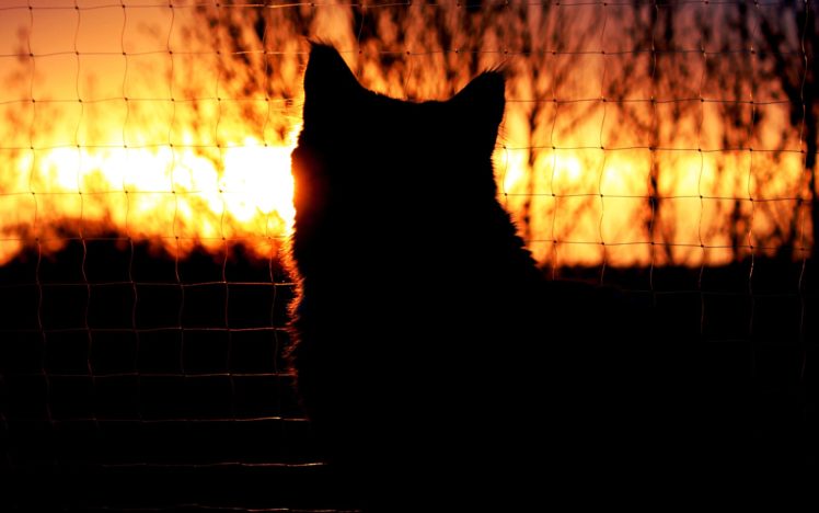 cat, Silhouette, Sunset, Fence, Mood HD Wallpaper Desktop Background