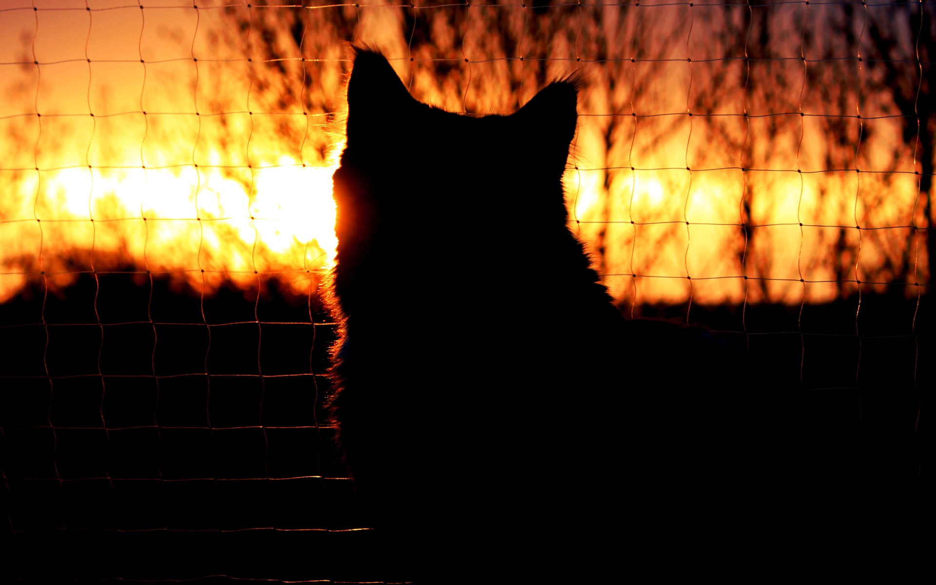 cat, Silhouette, Sunset, Fence, Mood Wallpaper