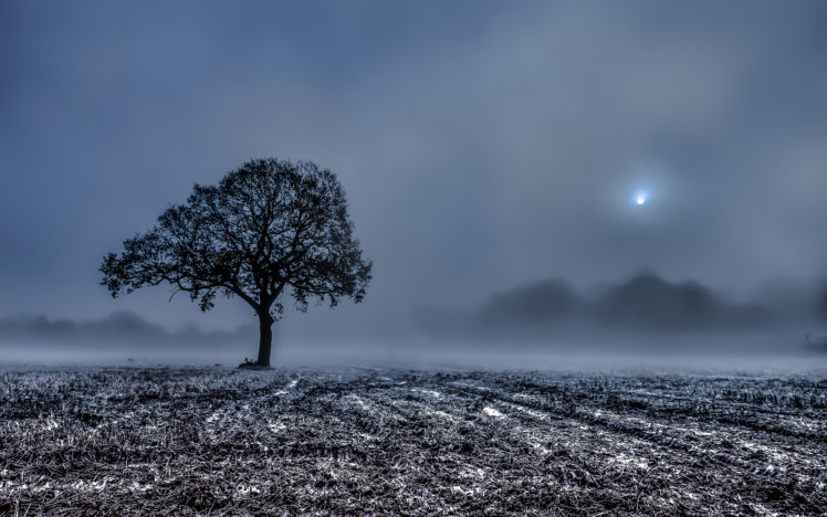 field, Wood, Stubble, Fog, Morning, Landscapes, Winter, Frost, Trees HD Wallpaper Desktop Background
