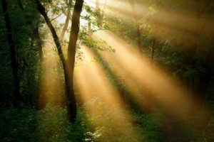 forest, Trees, , Sun, Ray, Landscapes