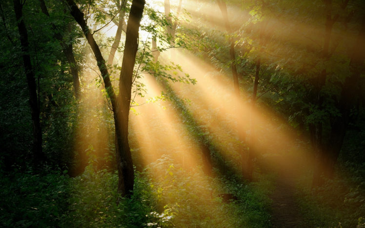 forest, Trees, , Sun, Ray, Landscapes HD Wallpaper Desktop Background