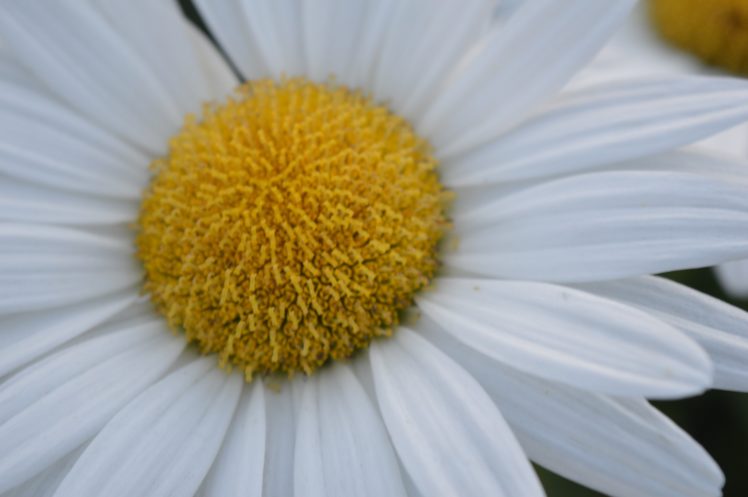 daisies HD Wallpaper Desktop Background