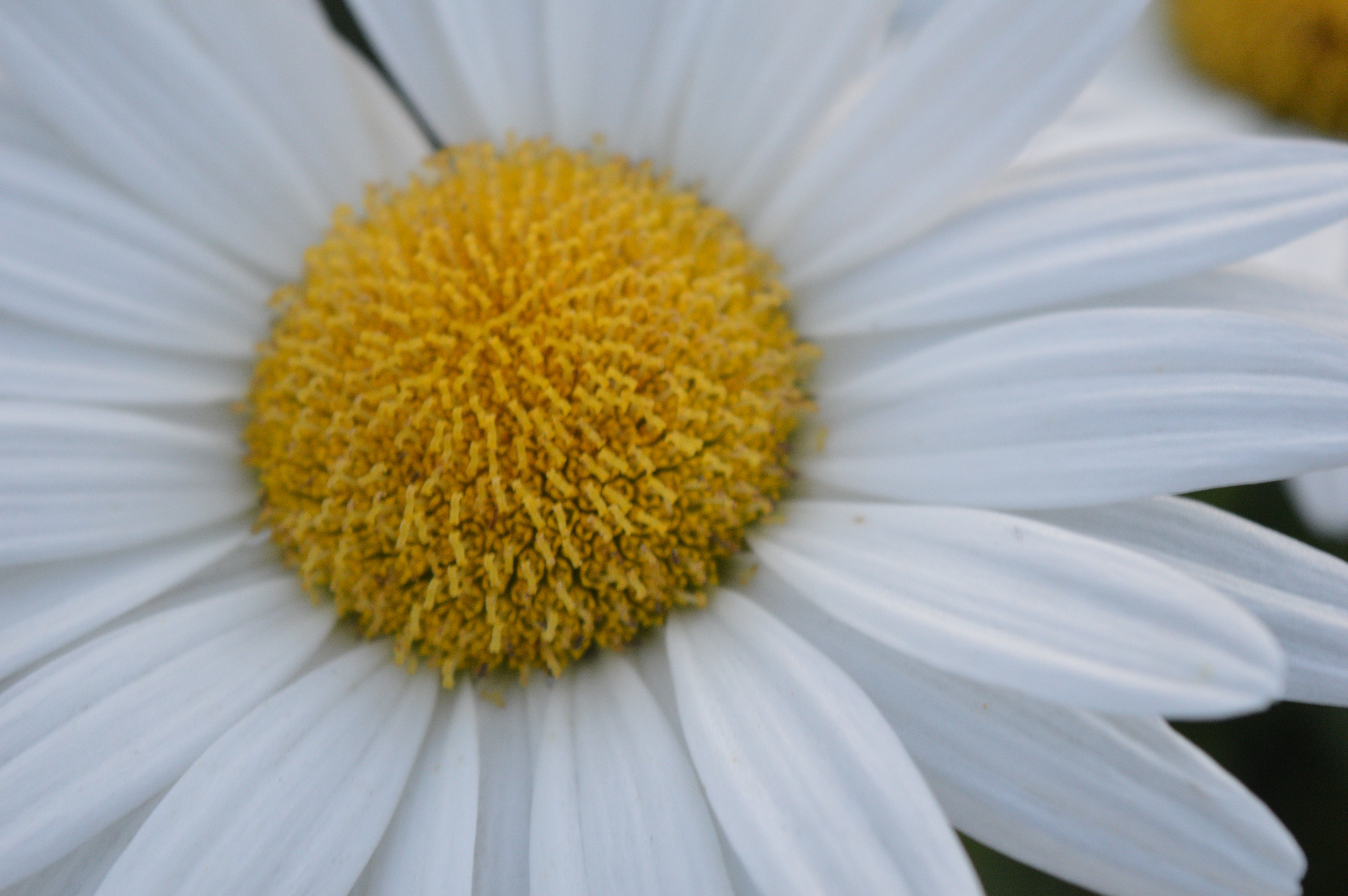 daisies Wallpapers HD / Desktop and Mobile Backgrounds