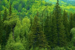 nature, Autumn, Season, Siberia, Tree, Trees, Forest, Green, Landscapes