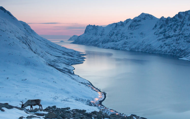 ocean, Valley, Mountains, Landscapes, Snow, Winter, Elk, Deer, Sunrise, Sunset HD Wallpaper Desktop Background