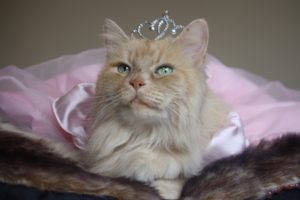 princess, Crown, Cat, Humor, Cute