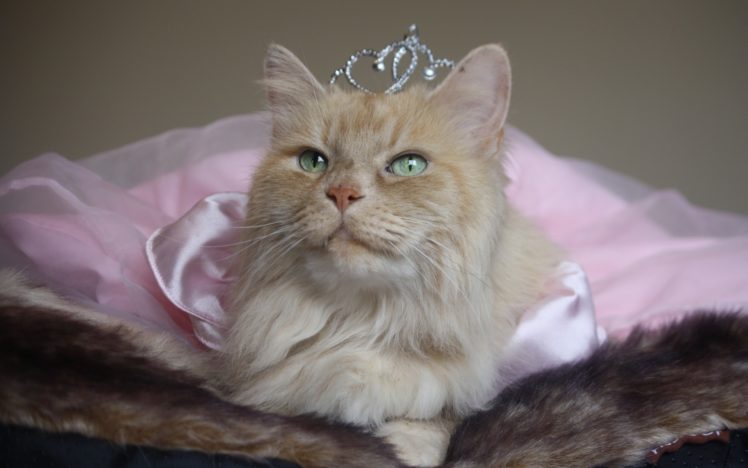 princess, Crown, Cat, Humor, Cute HD Wallpaper Desktop Background