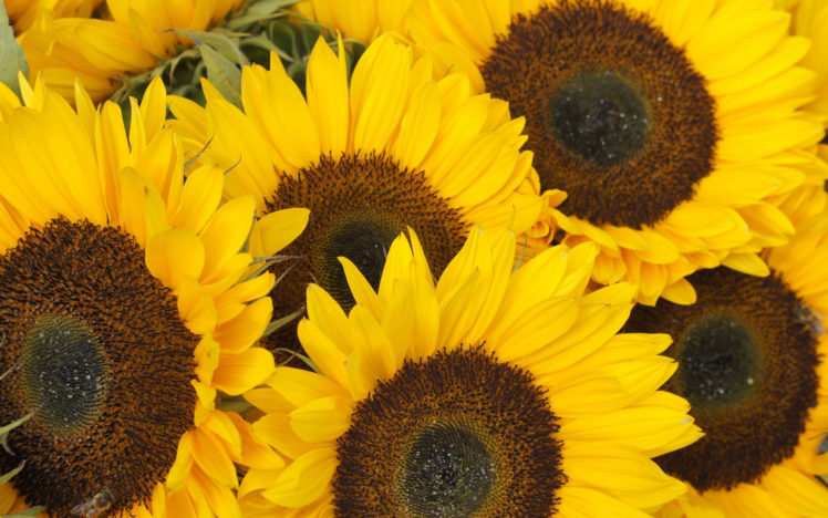 sunflowers, Sunflower HD Wallpaper Desktop Background