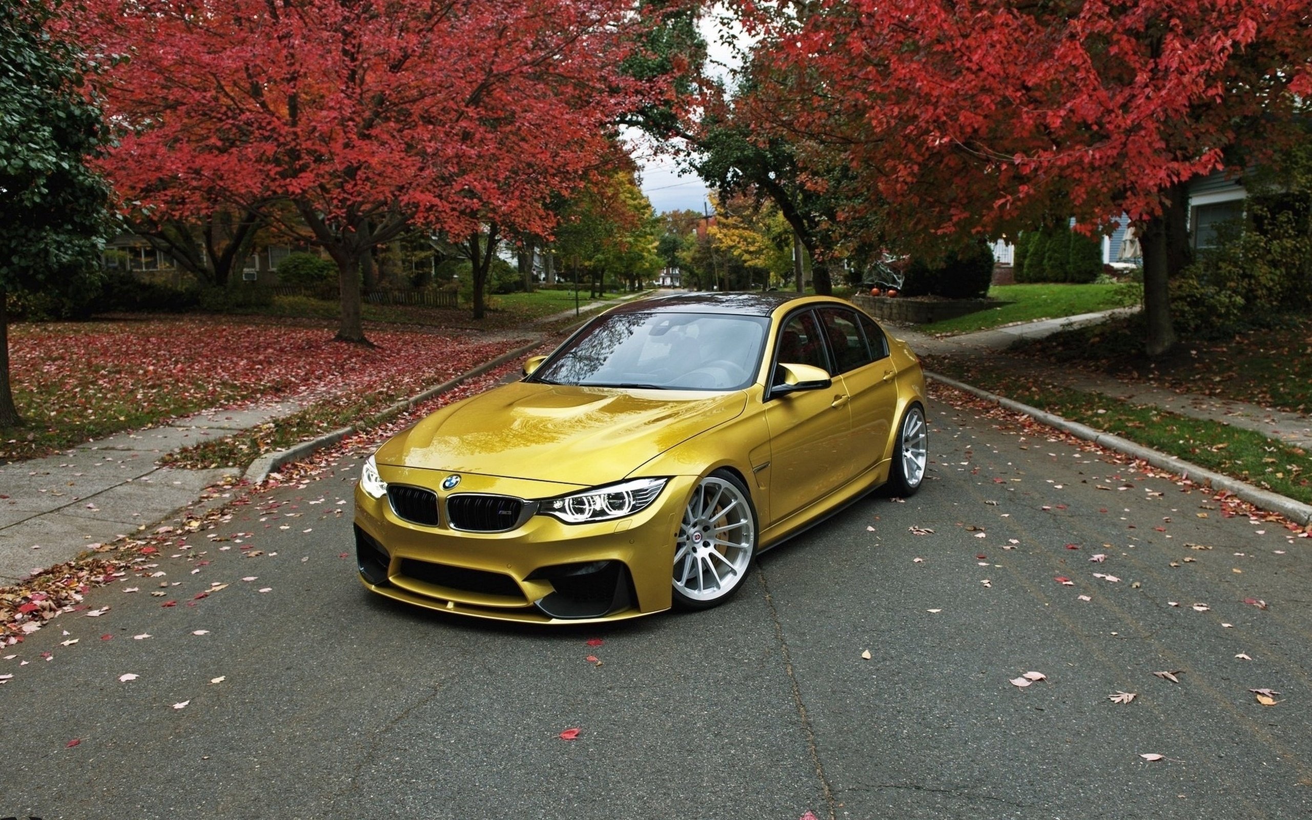 trees, Leaves, Car, Road, Bmw, Tuning Wallpaper