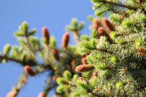 fir tree, Spruce, Needles, Young, Branches, Summer, Sunlight, Cones