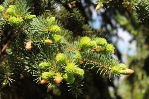 fir tree, Spruce, Needles, Young, Branches, Spring, Sunlight