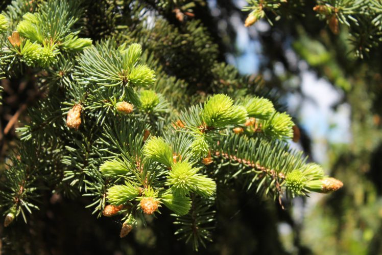fir tree, Spruce, Needles, Young, Branches, Spring, Sunlight HD Wallpaper Desktop Background