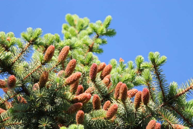 fir tree, Spruce, Needles, Young, Branches, Summer, Sunlight, Cones HD Wallpaper Desktop Background