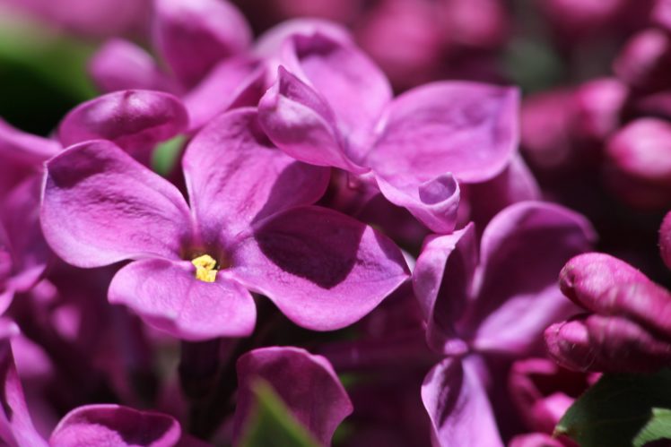 lilac, Flowers, Blossom, Spring, Macro HD Wallpaper Desktop Background