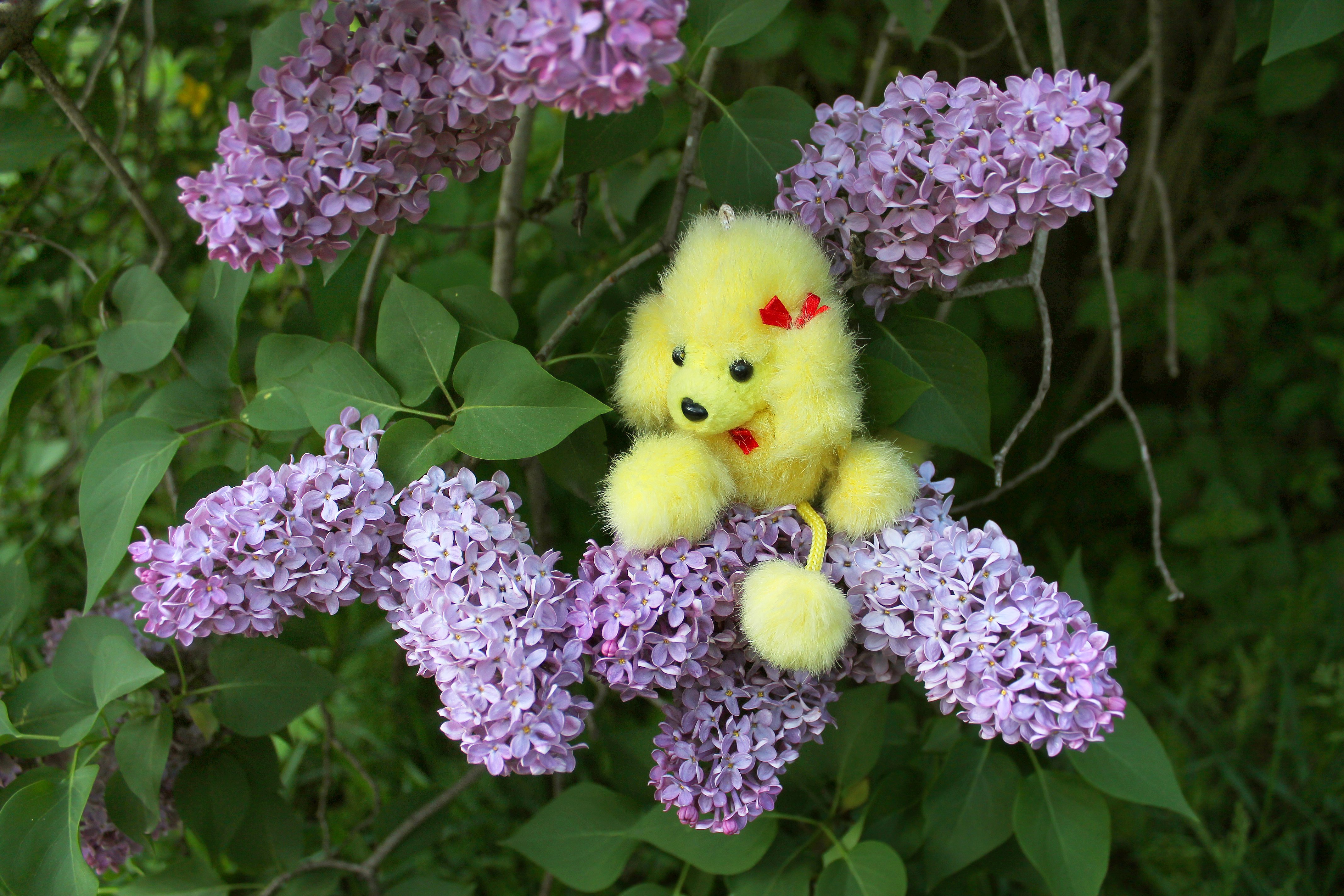 lilac, Flowers, Blossom, Spring, Toy, Dog Wallpaper