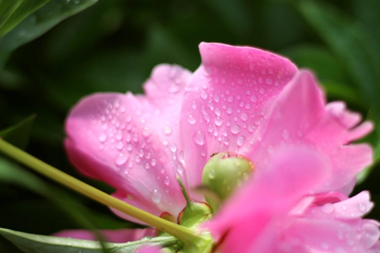 peony, Petals, Flower, Spring, Dew, Drops, Macro HD Wallpaper Desktop Background