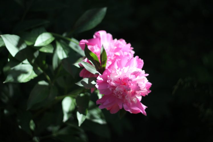 peony, Petals, Flower, Spring, Garden HD Wallpaper Desktop Background