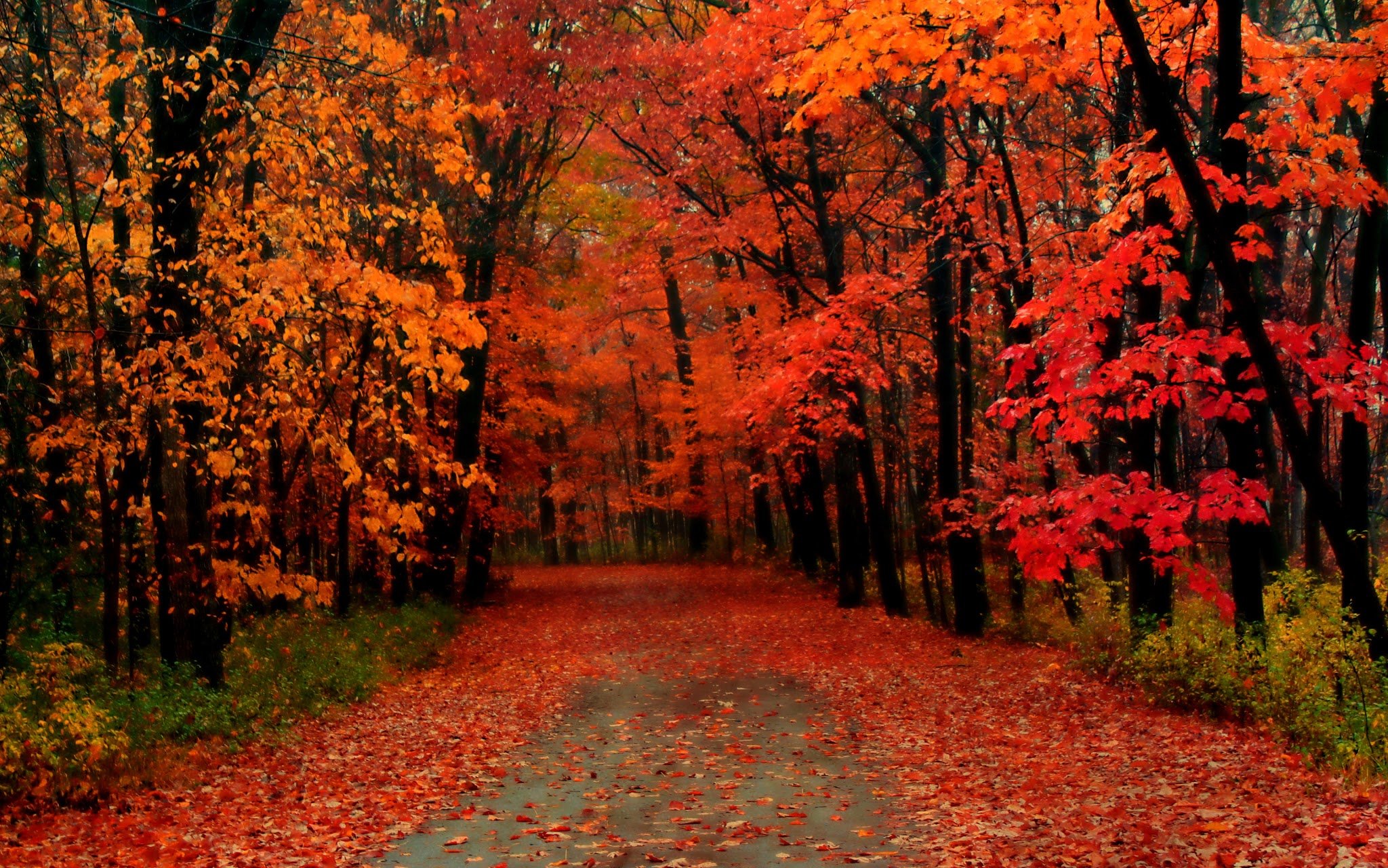 autumn, Fall, Tree, Forest, Landscape, Nature, Leaves Wallpaper