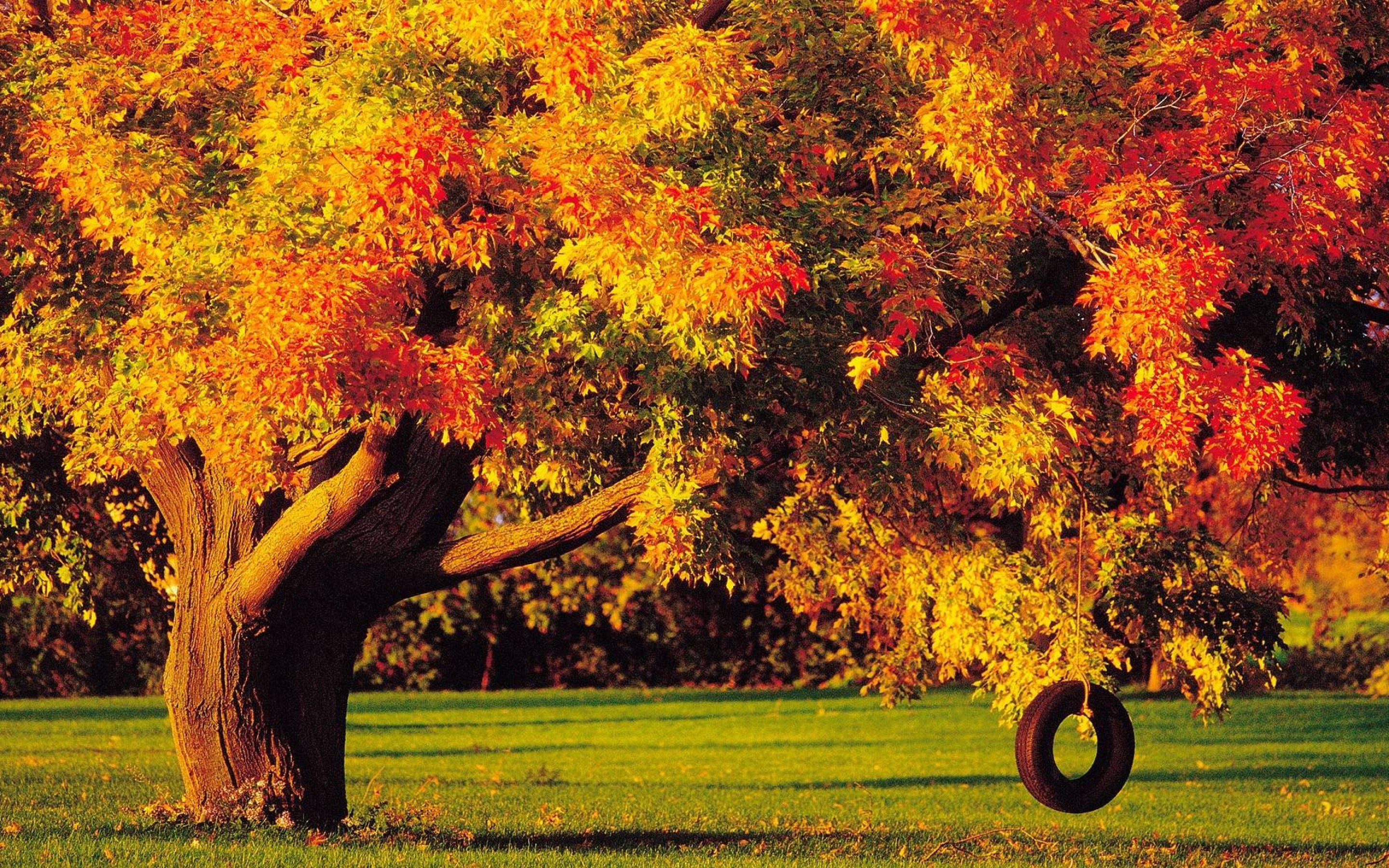 Картинка времена года осень. Осеннее дерево. Осень деревья. Деревья осенью. Красивая осень.