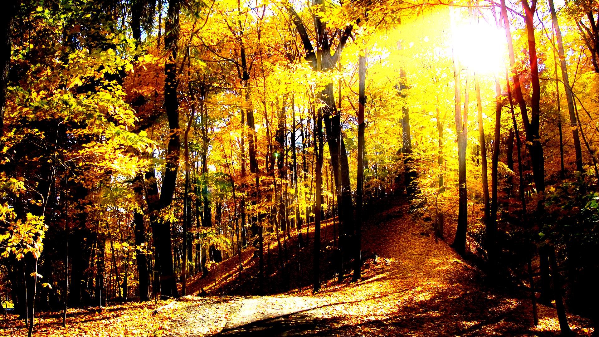 autumn, Fall, Tree, Forest, Landscape, Nature, Leaves Wallpaper