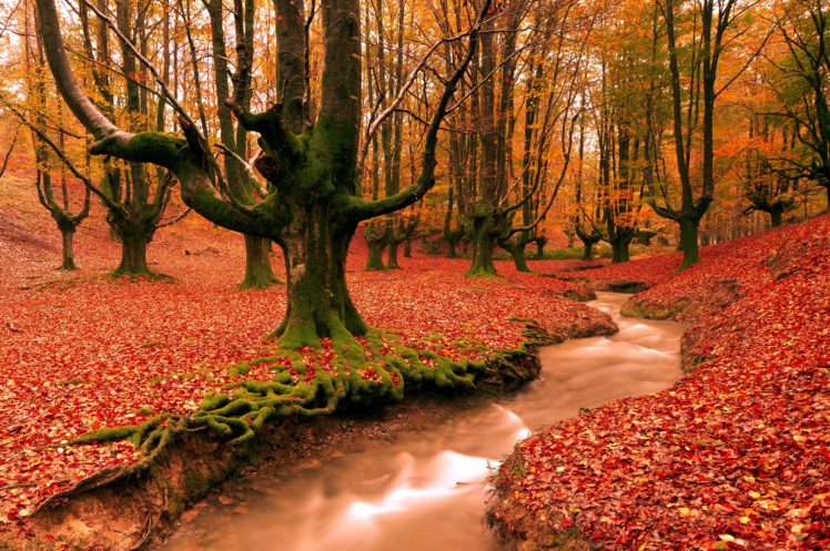 autumn, Fall, Tree, Forest, Landscape, Nature, Leaves HD Wallpaper Desktop Background