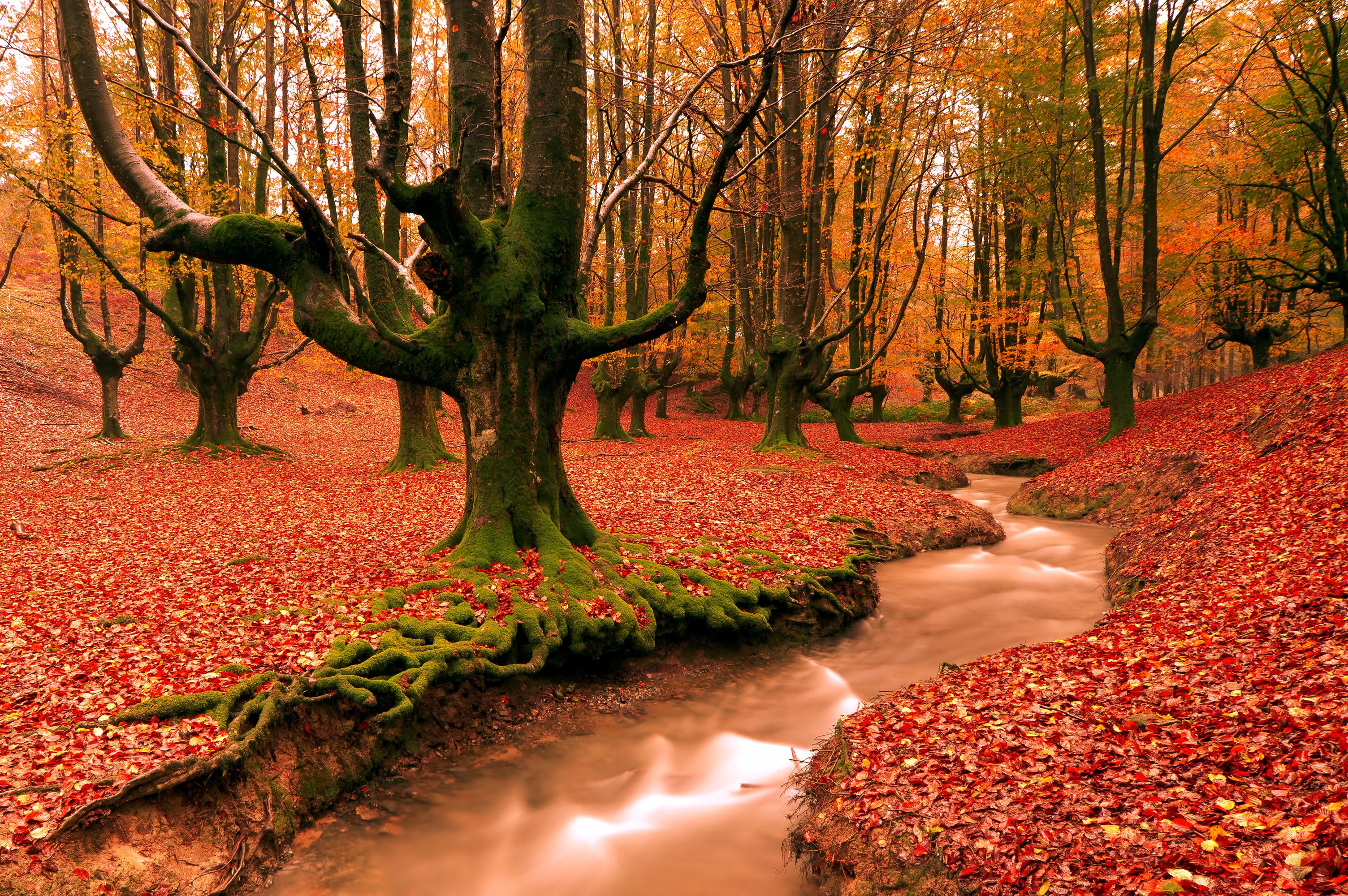 autumn, Fall, Tree, Forest, Landscape, Nature, Leaves Wallpaper