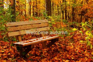 autumn, Fall, Tree, Forest, Landscape, Nature, Leaves, Bench