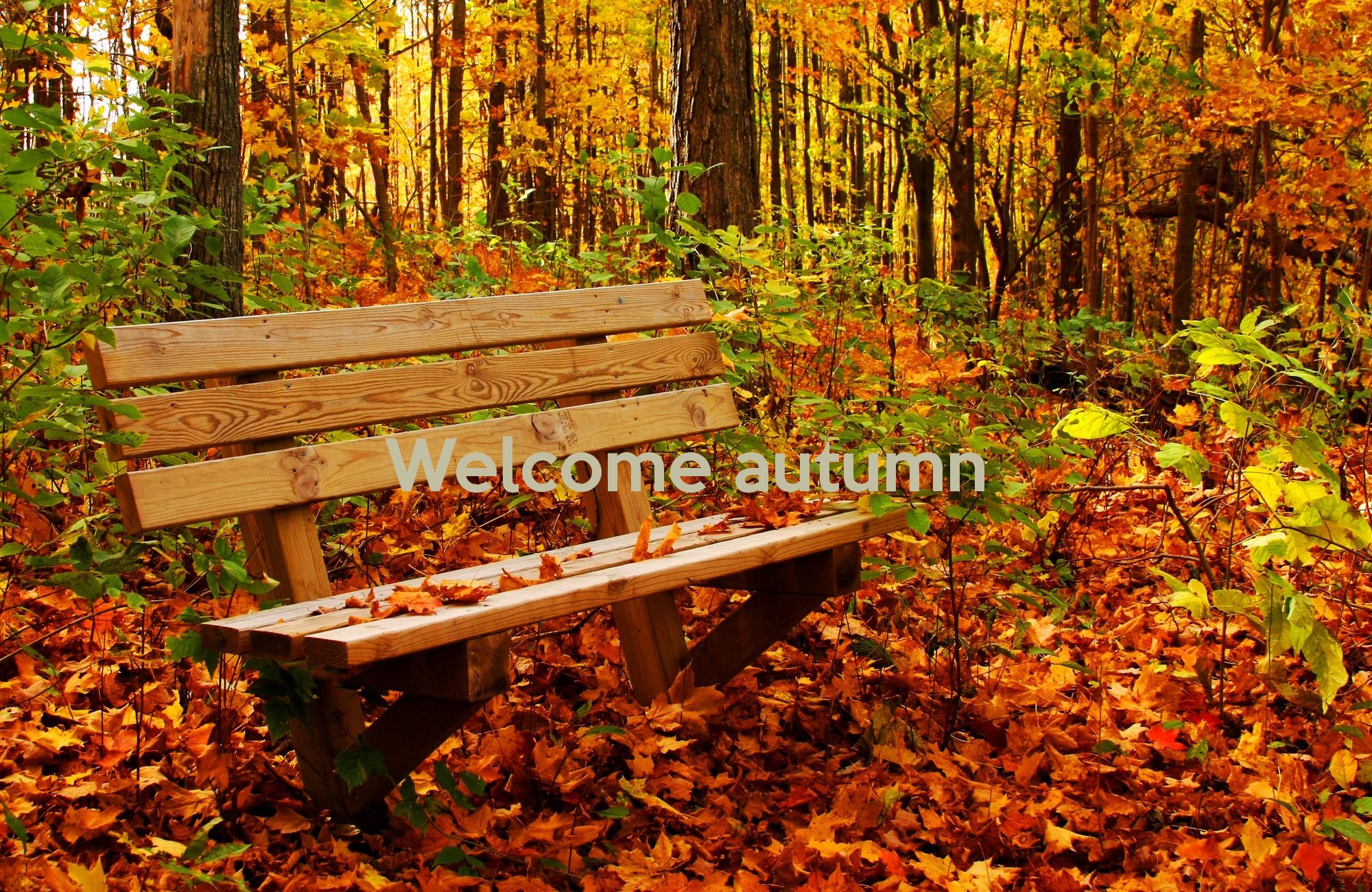 autumn, Fall, Tree, Forest, Landscape, Nature, Leaves, Bench Wallpaper