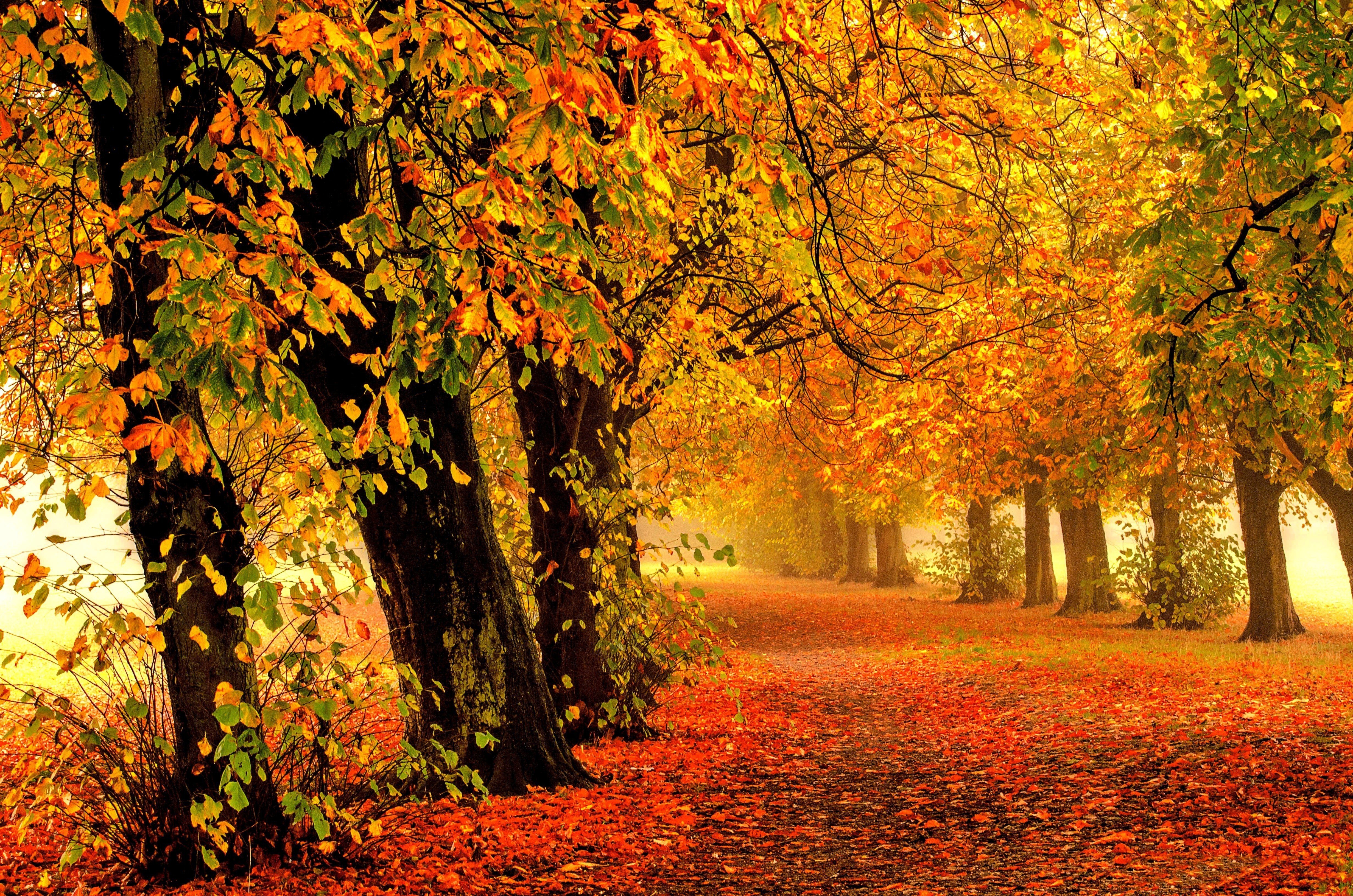 autumn, Fall, Tree, Forest, Landscape, Nature, Leaves Wallpaper