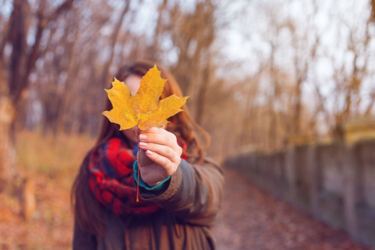 autumn, Fall, Tree, Forest, Landscape, Nature, Leaves, Mood HD Wallpaper Desktop Background