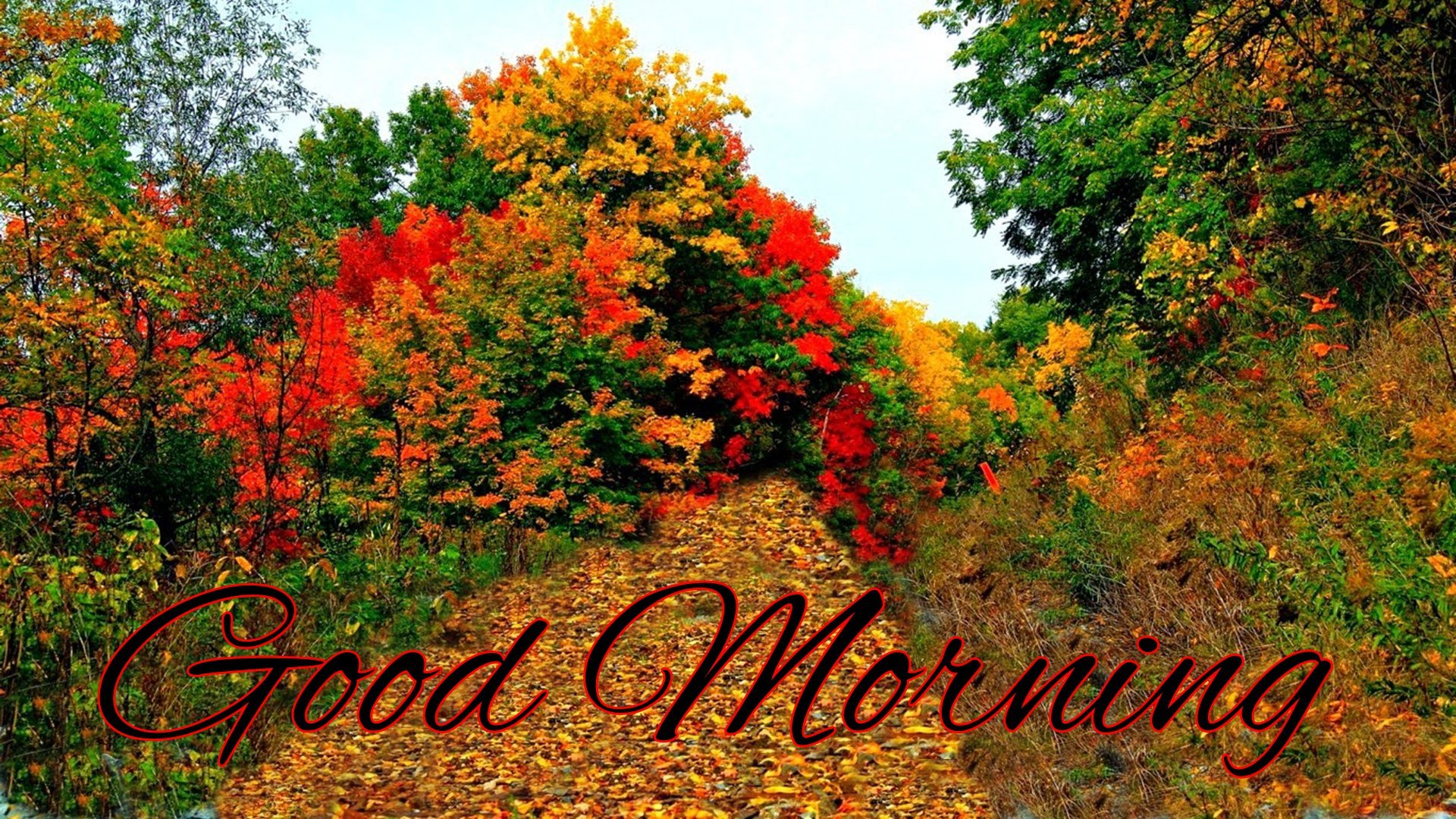 autumn, Fall, Tree, Forest, Landscape, Nature, Leaves, Good, Morning Wallpaper