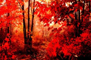 autumn, Fall, Tree, Forest, Landscape, Nature, Leaves
