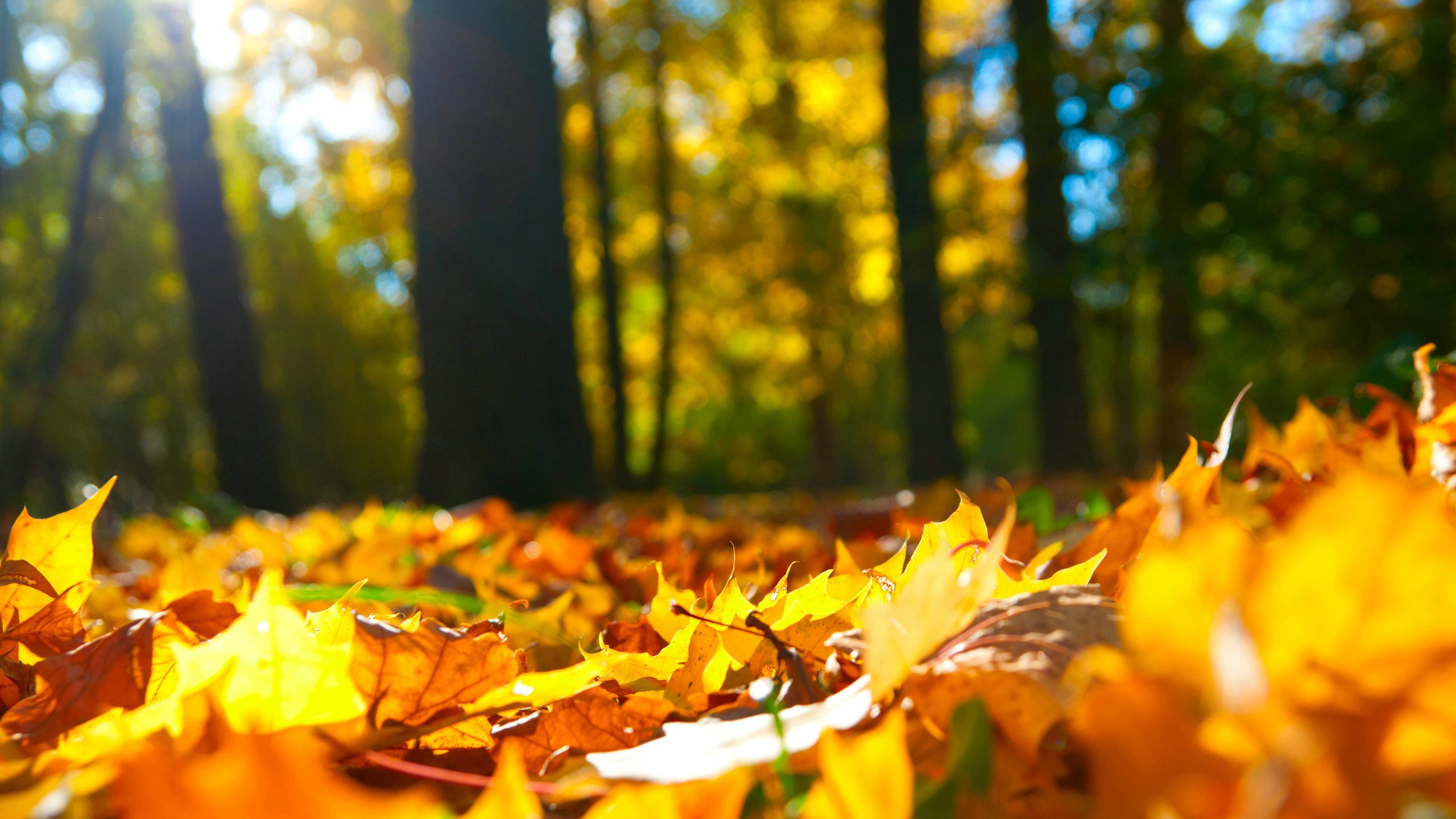 autumn, Fall, Tree, Forest, Landscape, Nature, Leaves Wallpaper