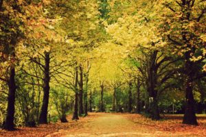 autumn, Fall, Tree, Forest, Landscape, Nature, Leaves