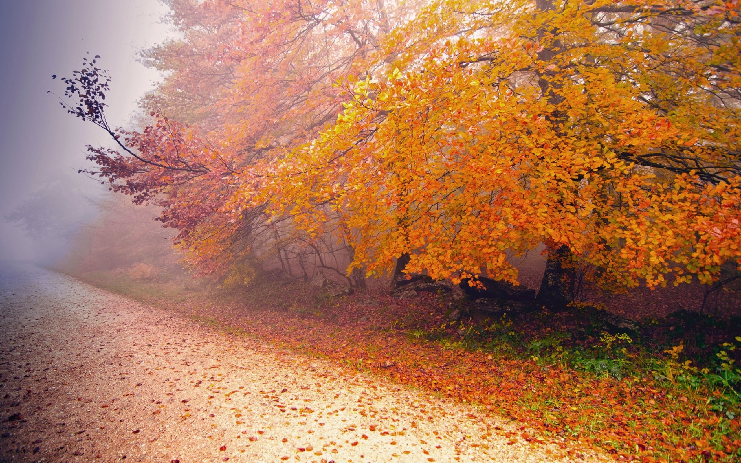 autumn, Fall, Tree, Forest, Landscape, Nature, Leaves Wallpaper