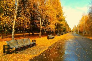 autumn, Fall, Tree, Forest, Landscape, Nature, Leaves, Bench