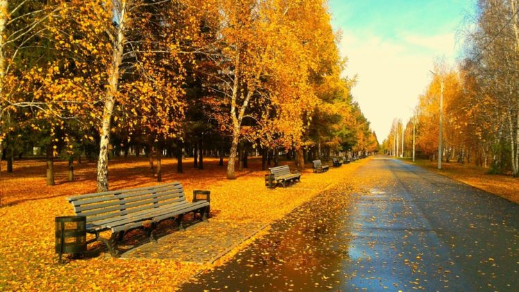 autumn, Fall, Tree, Forest, Landscape, Nature, Leaves, Bench HD Wallpaper Desktop Background