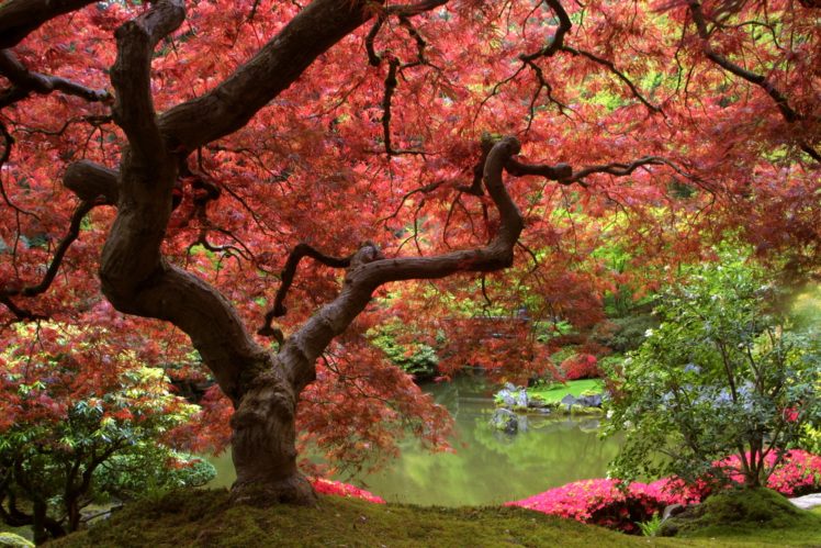 autumn, Fall, Tree, Forest, Landscape, Nature, Leaves, Lake HD Wallpaper Desktop Background