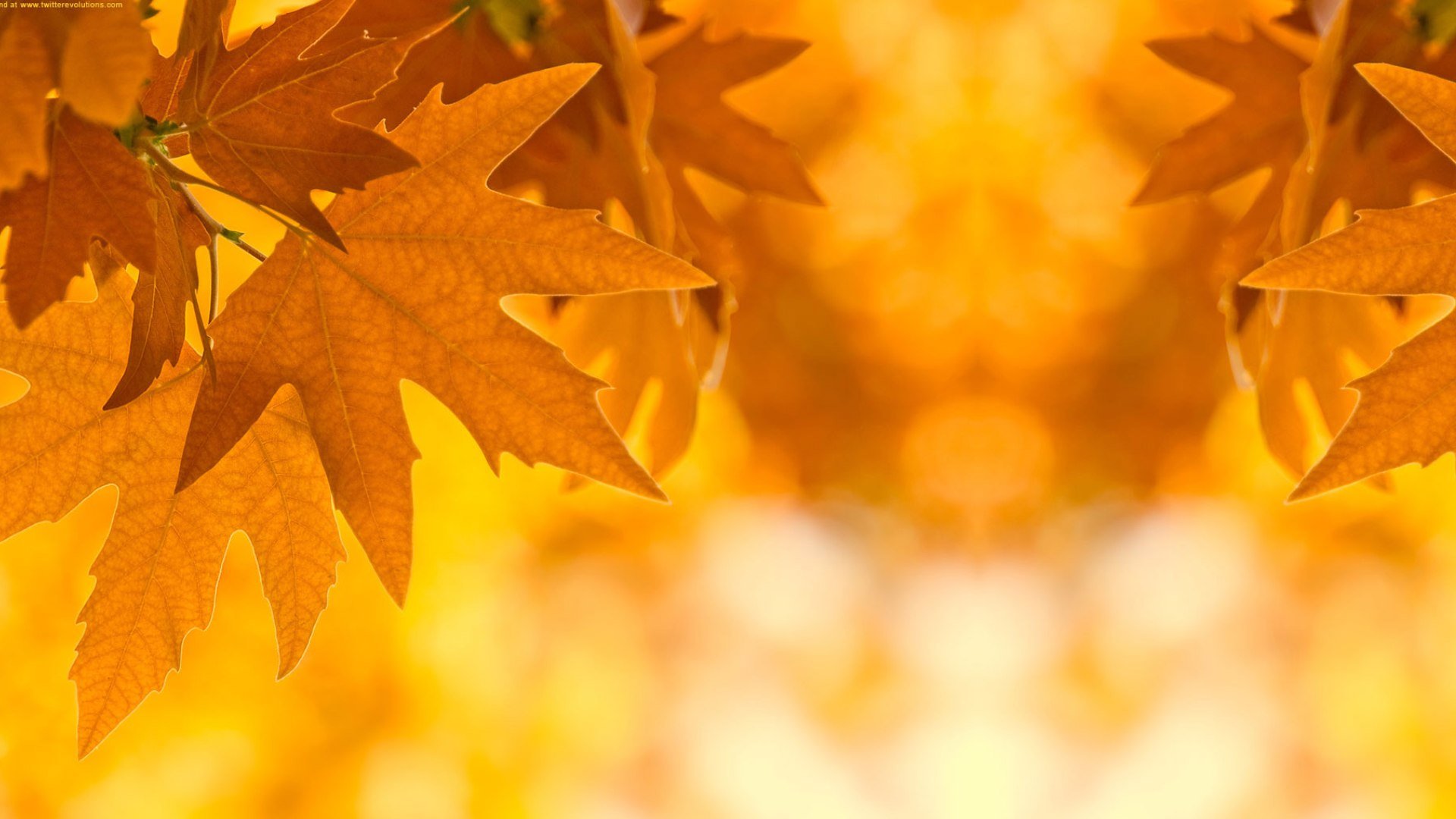 autumn, Fall, Tree, Forest, Landscape, Nature, Leaves Wallpaper