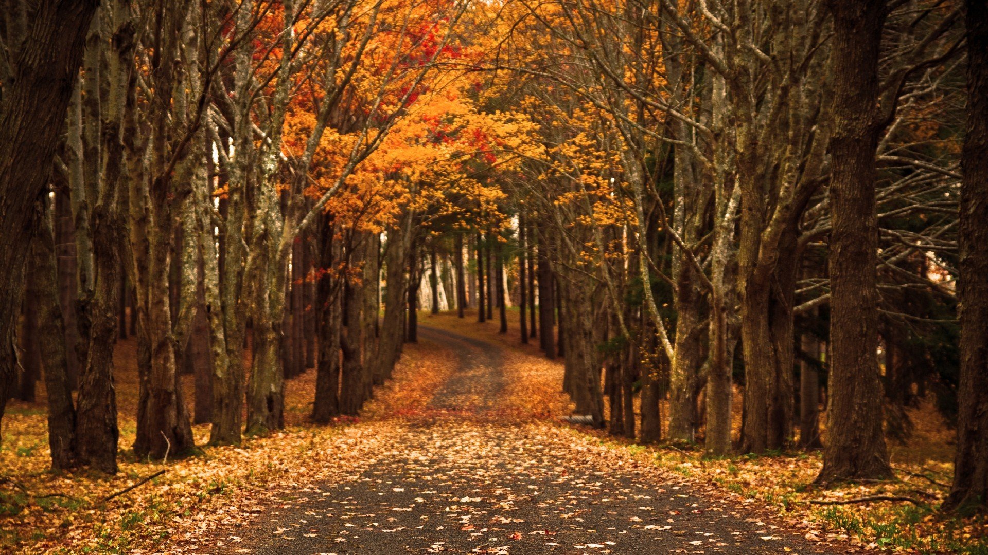 autumn, Fall, Tree, Forest, Landscape, Nature, Leaves Wallpaper
