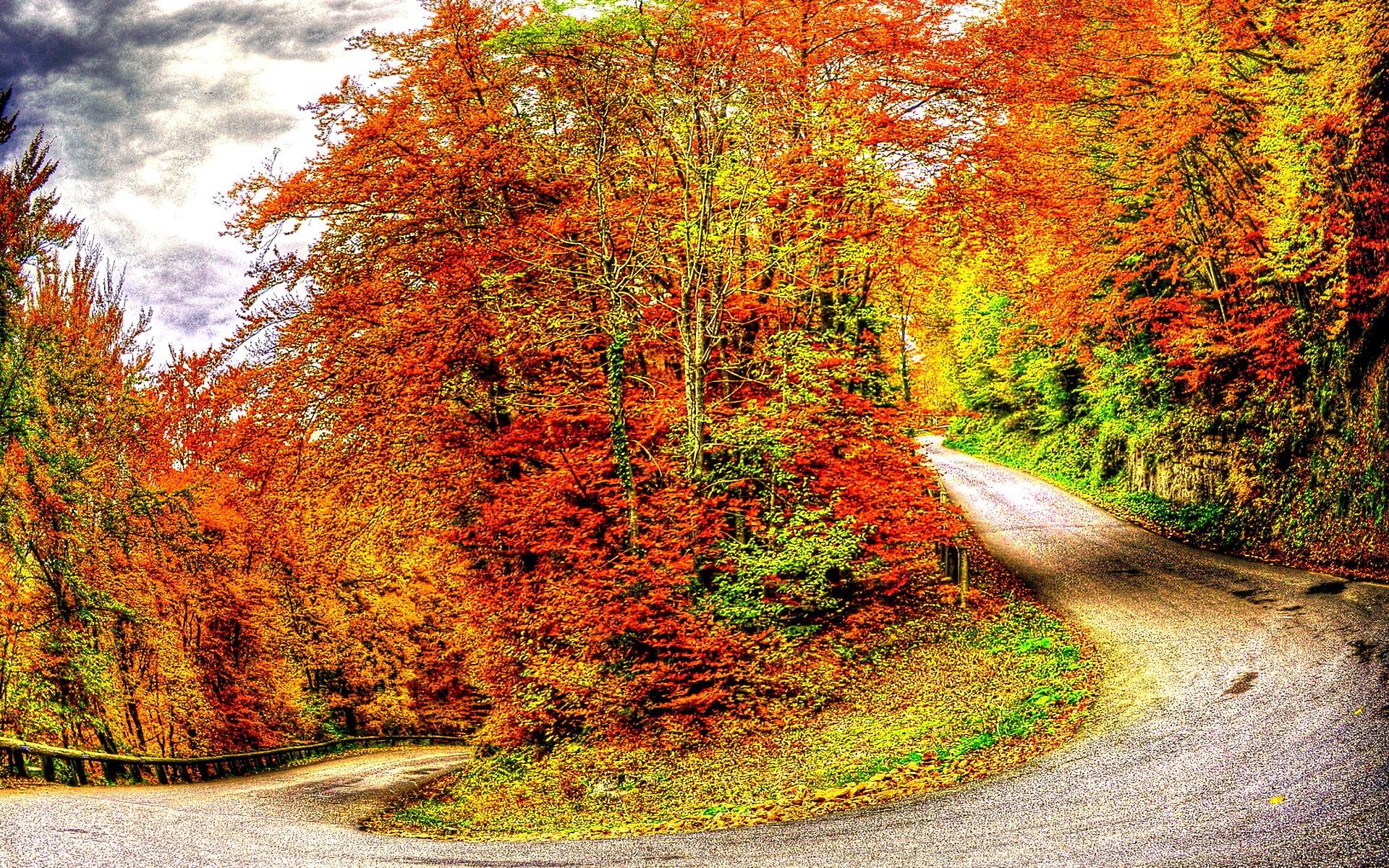 autumn, Fall, Tree, Forest, Landscape, Nature, Leaves Wallpaper