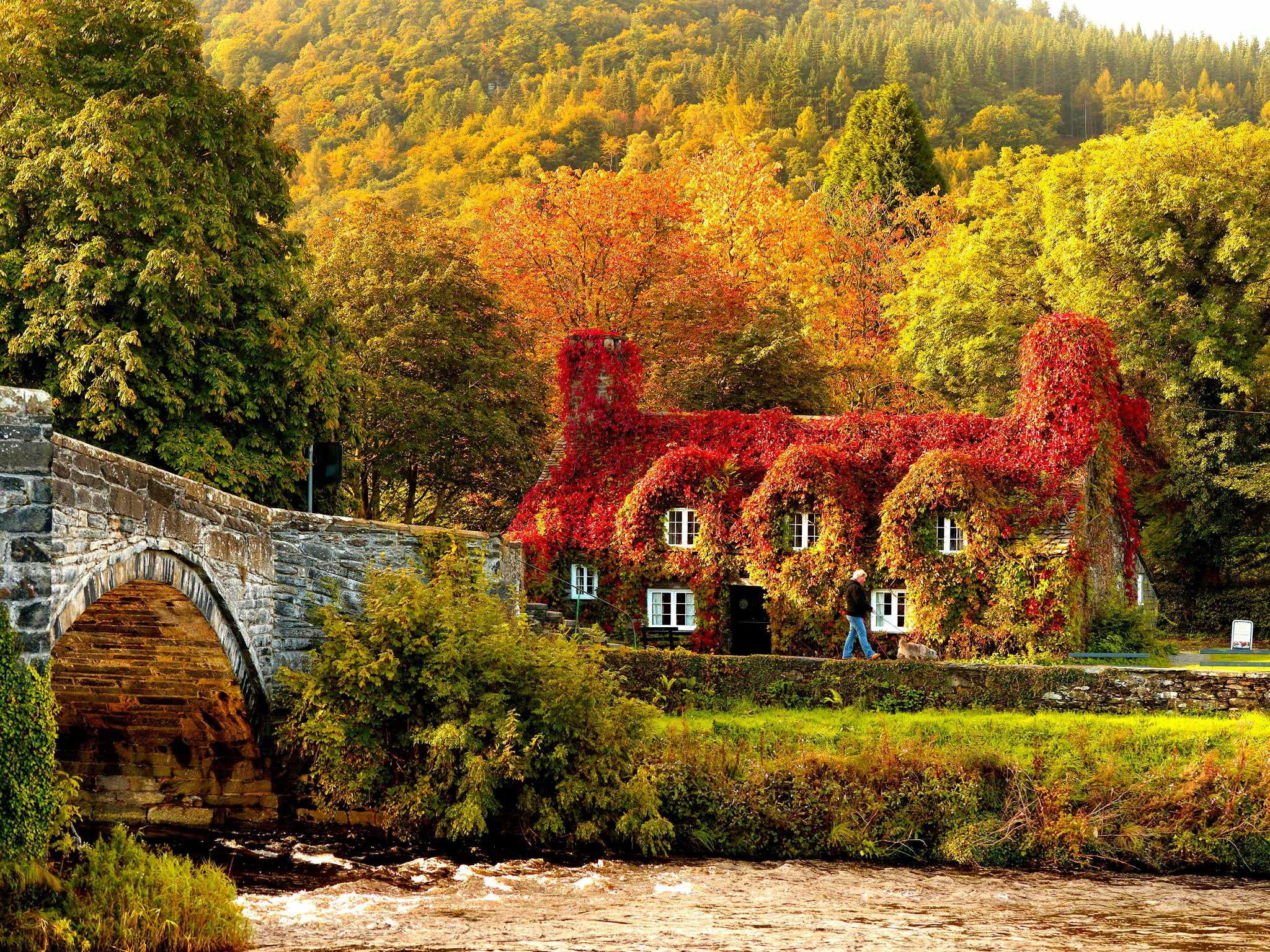 autumn, Fall, Tree, Forest, Landscape, Nature, Leaves Wallpaper