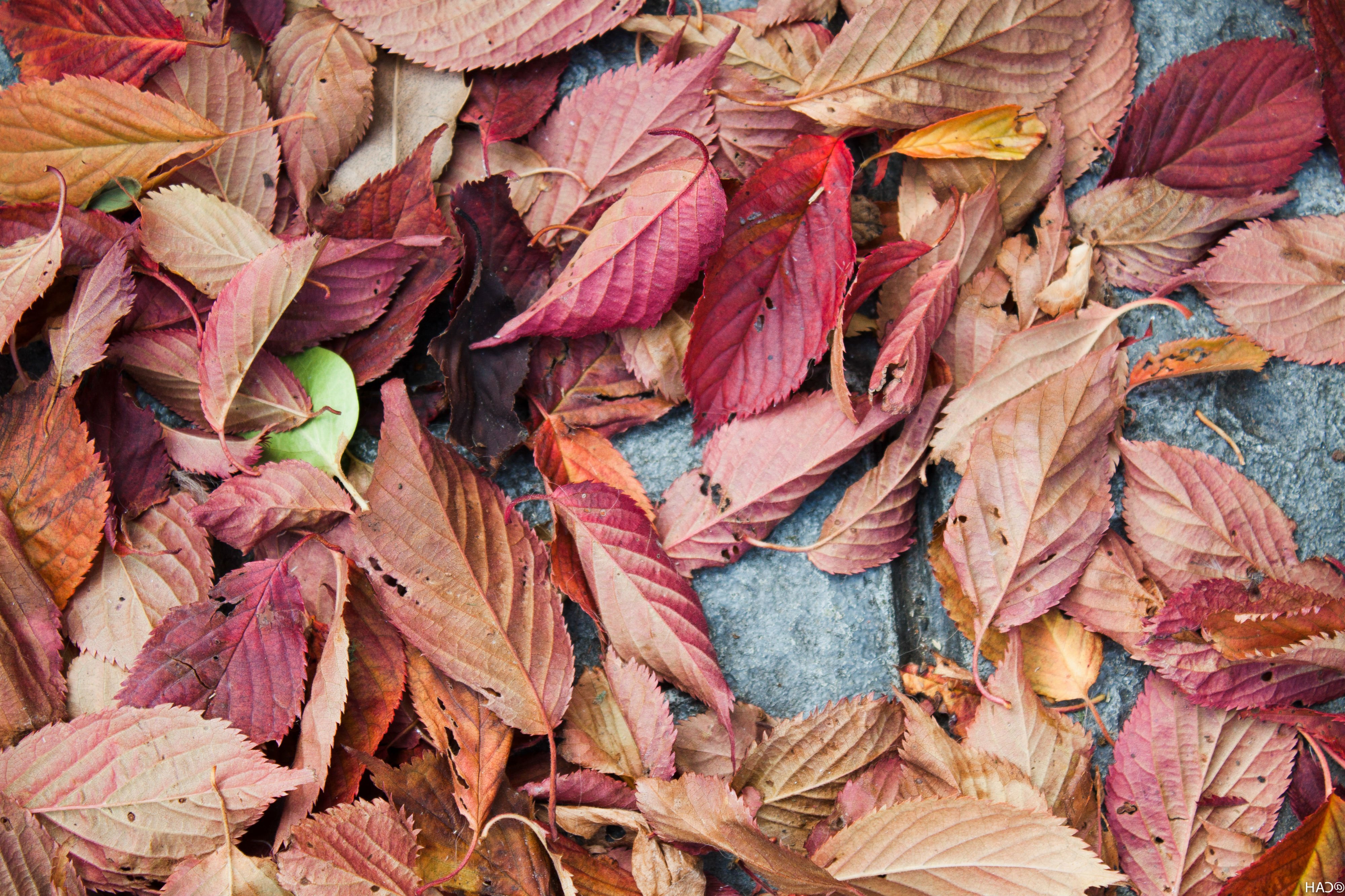 autumn, Fall, Tree, Forest, Landscape, Nature, Leaves Wallpaper