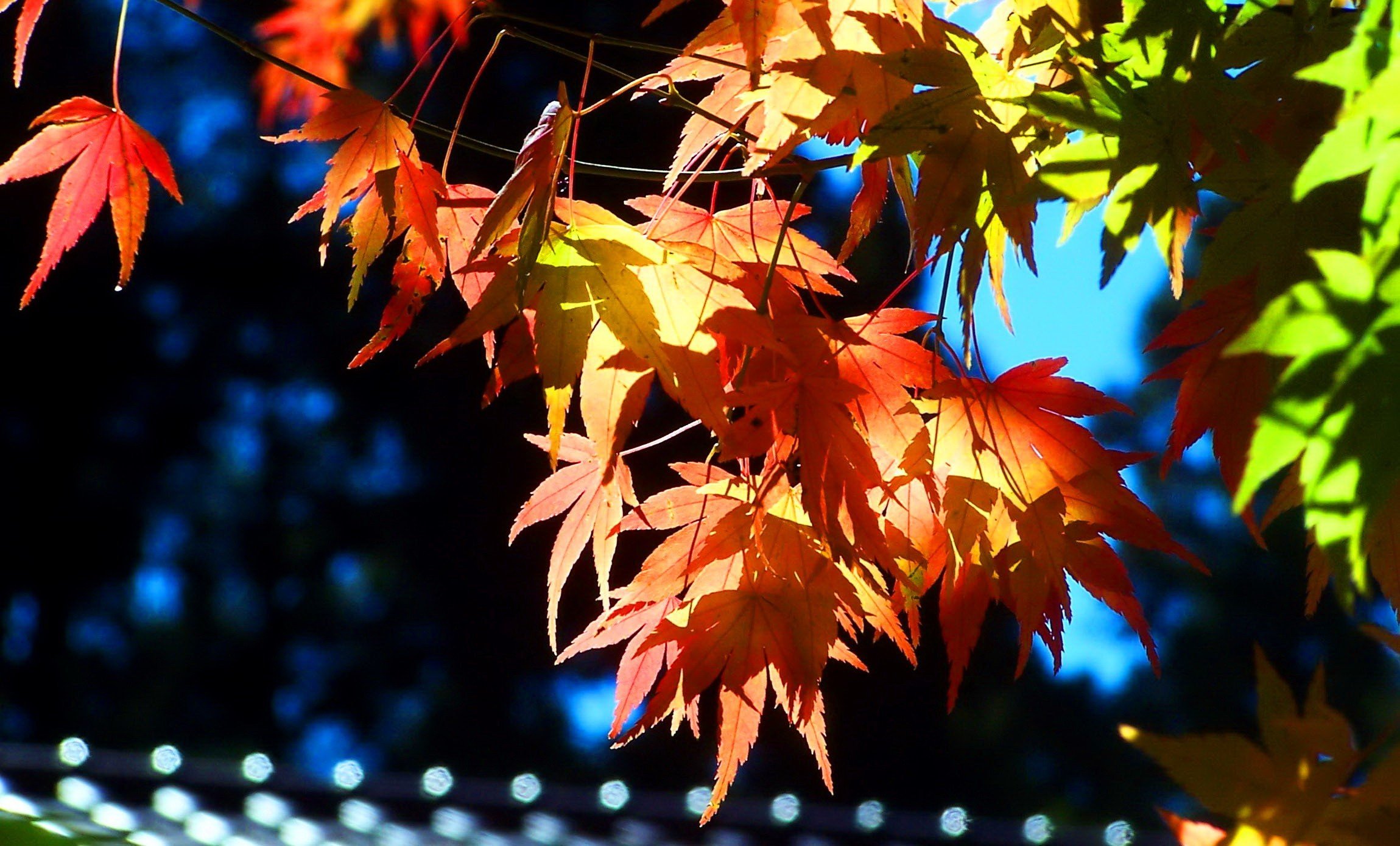 autumn, Fall, Tree, Forest, Landscape, Nature, Leaves Wallpaper