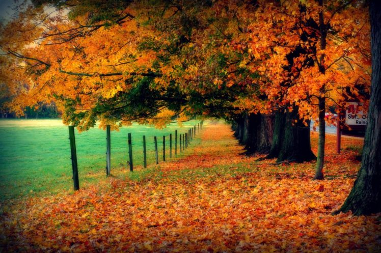 autumn, Fall, Tree, Forest, Landscape, Nature, Leaves Wallpapers HD ...