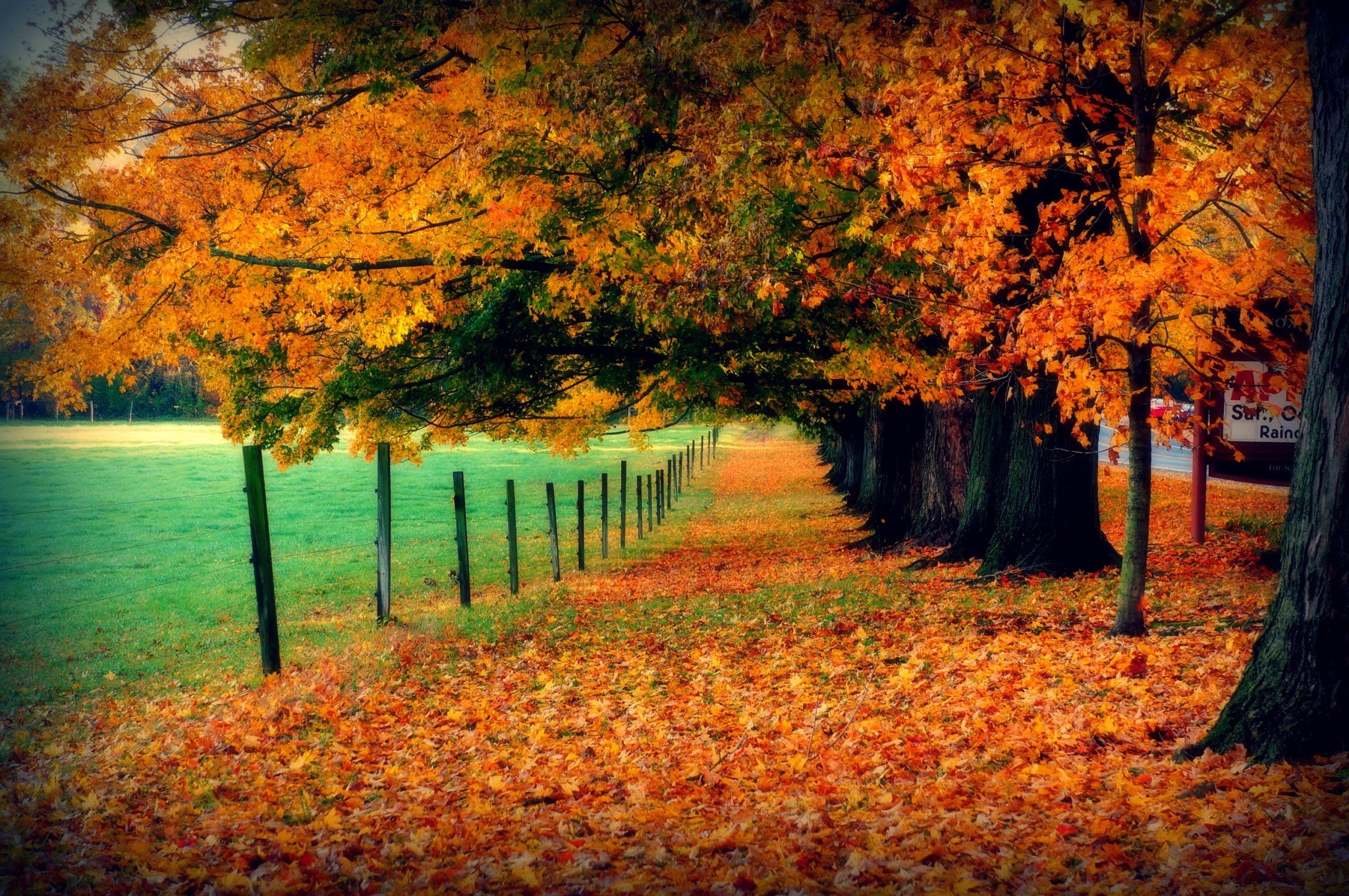 autumn, Fall, Tree, Forest, Landscape, Nature, Leaves Wallpaper