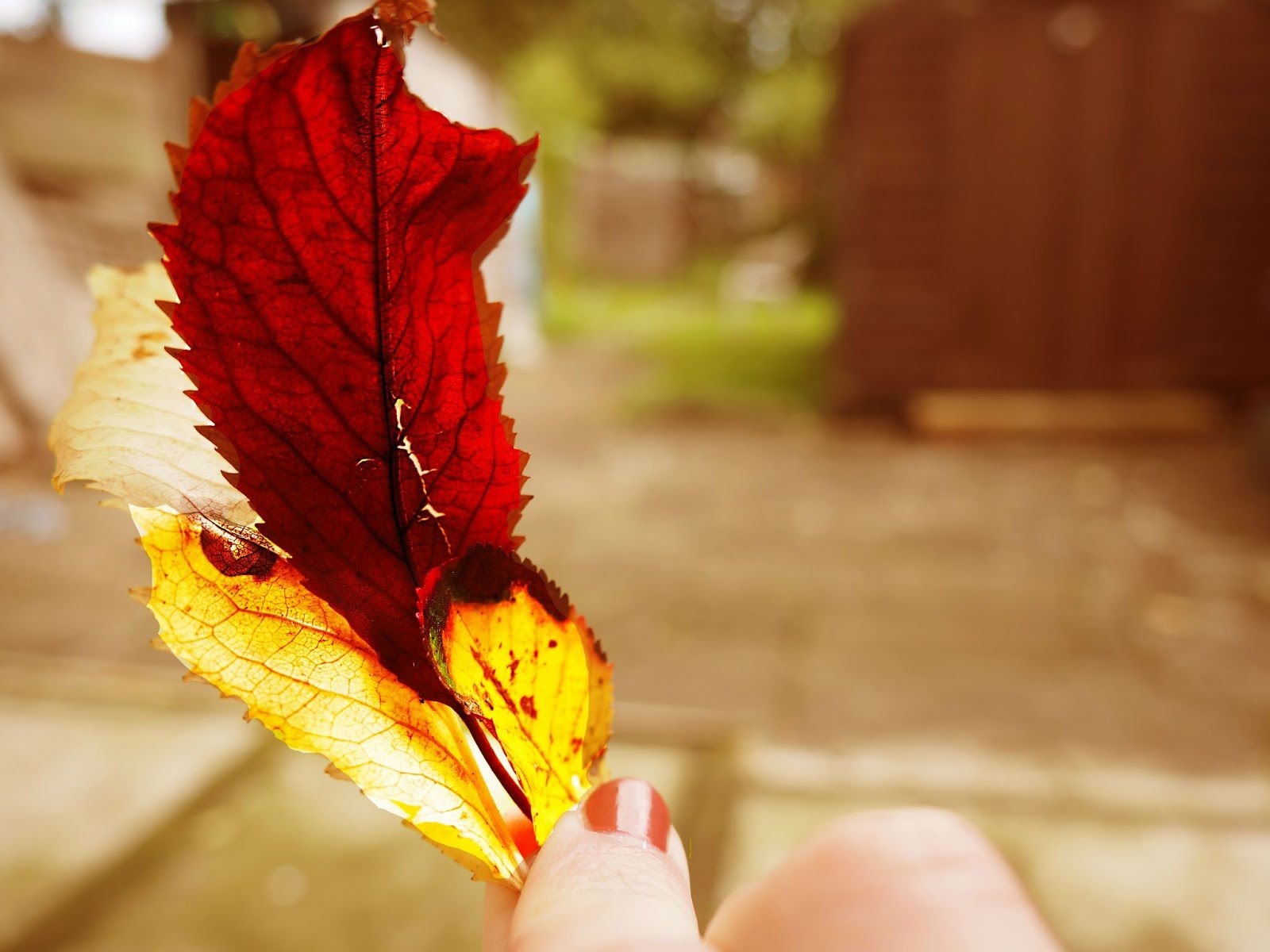 autumn, Fall, Tree, Forest, Landscape, Nature, Leaves Wallpaper