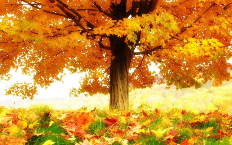 autumn, Fall, Tree, Forest, Landscape, Nature, Leaves HD Wallpaper Desktop Background