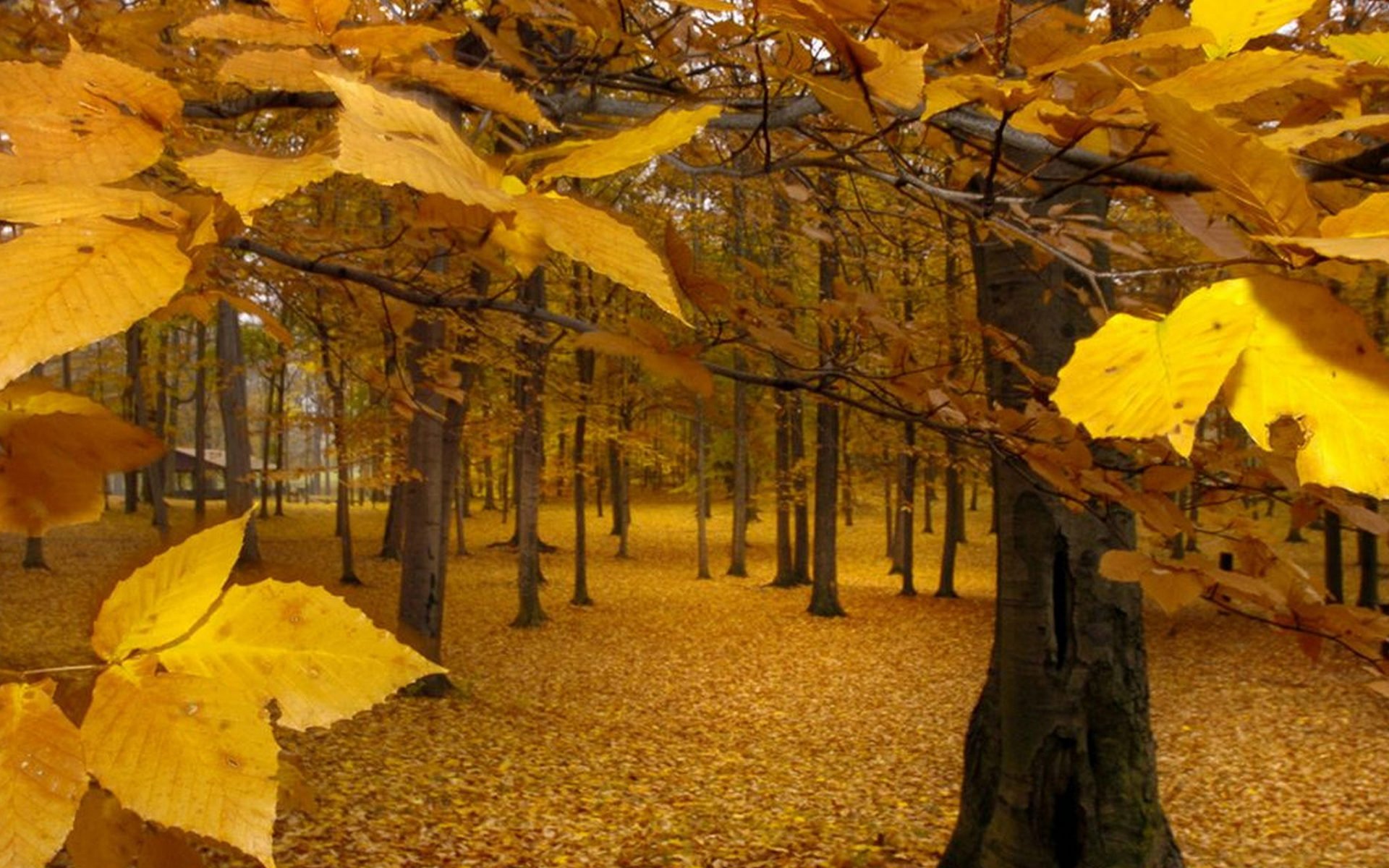 autumn, Fall, Tree, Forest, Landscape, Nature, Leaves Wallpaper