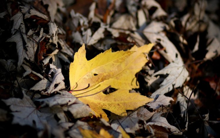 autumn, Fall, Tree, Forest, Landscape, Nature, Leaves HD Wallpaper Desktop Background